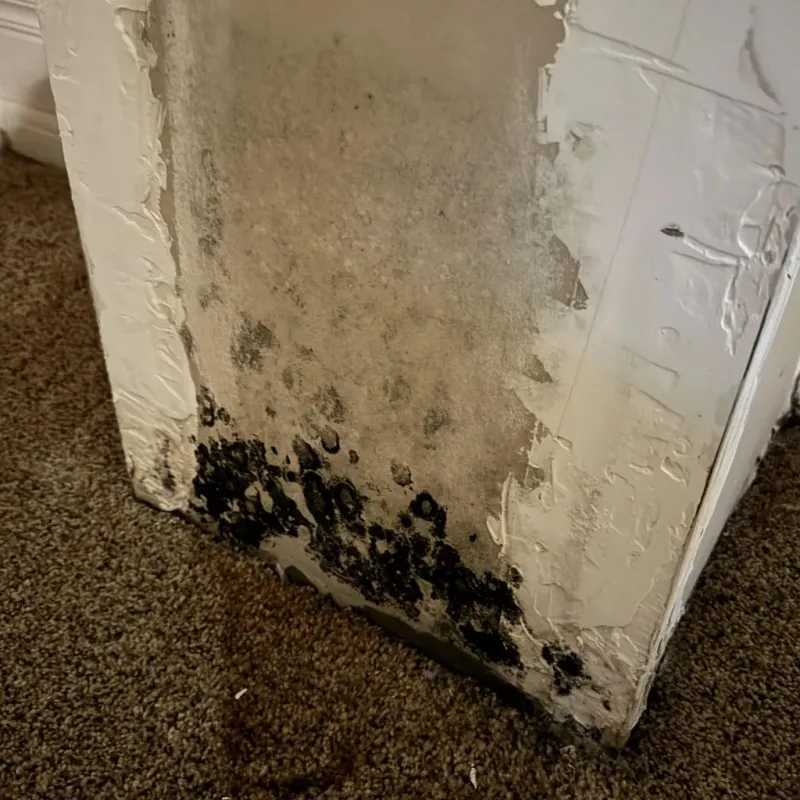 Professional Mold Removal in Uintah County, UT